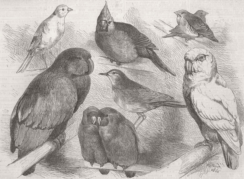 BIRDS. Canary, Nightingale, Waxbills, Parrot, Cockatoo 1866 old antique print