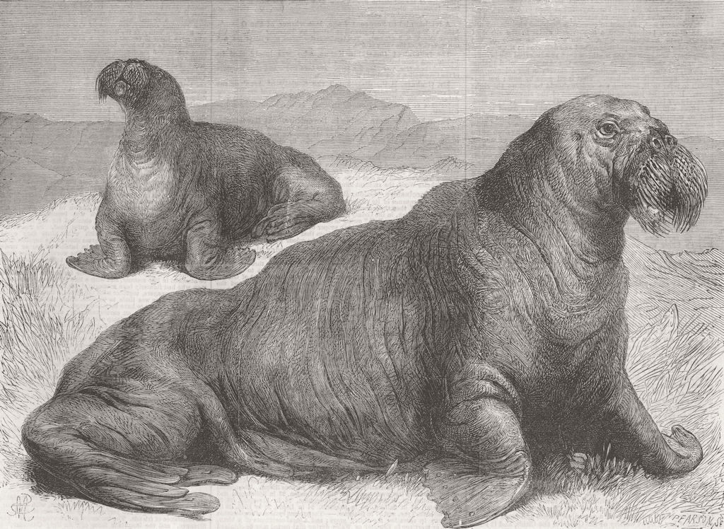 LONDON. London Zoo. Walruses 1867 old antique vintage print picture