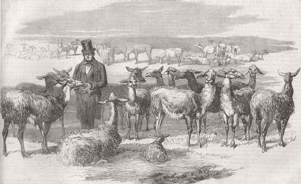 Associate Product PERU. Flock of Llamas, just imported from 1858 old antique print picture