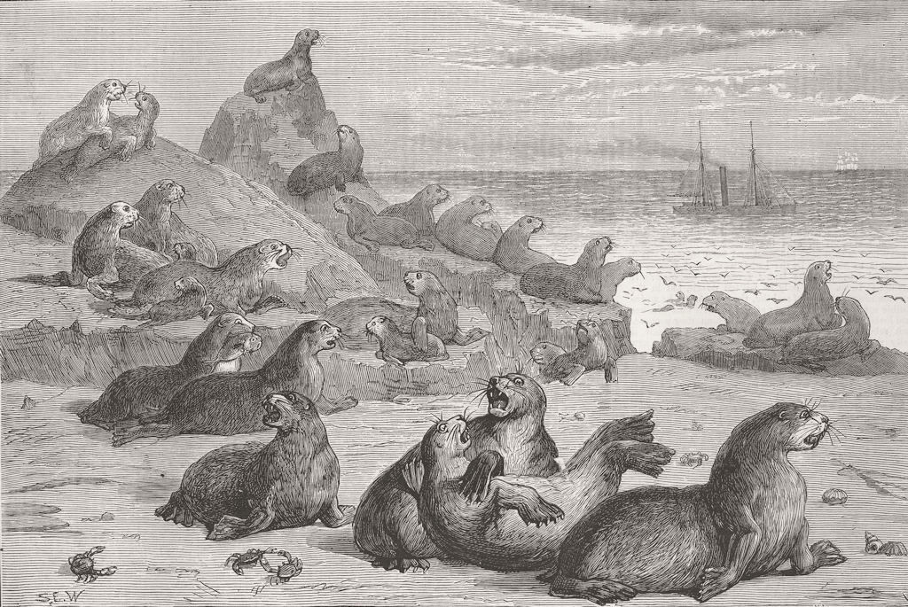CALIFORNIA. Seal Rocks, near San Francisco  1876 old antique print picture