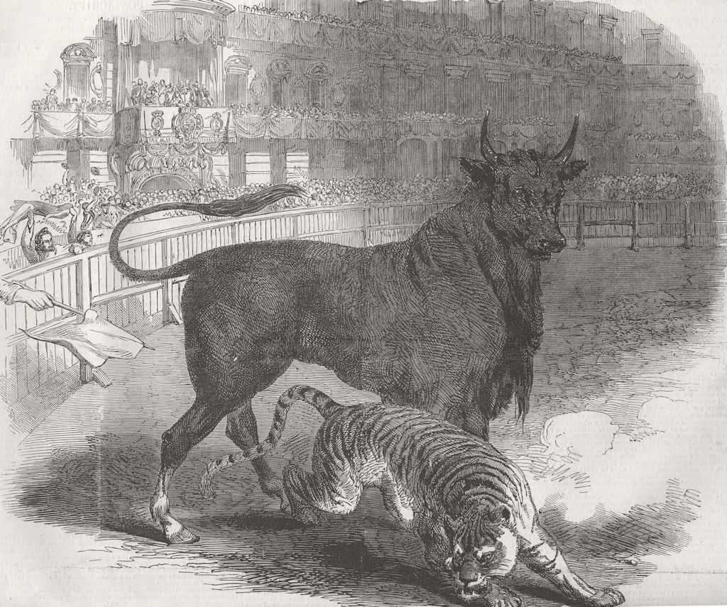 SPAIN. Bull & tiger fight, Plaza de Toros, Madrid 1849 old antique print