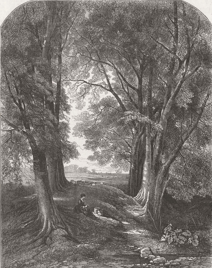 TREES. Royal Academy. shade of beech 1849 old antique vintage print picture