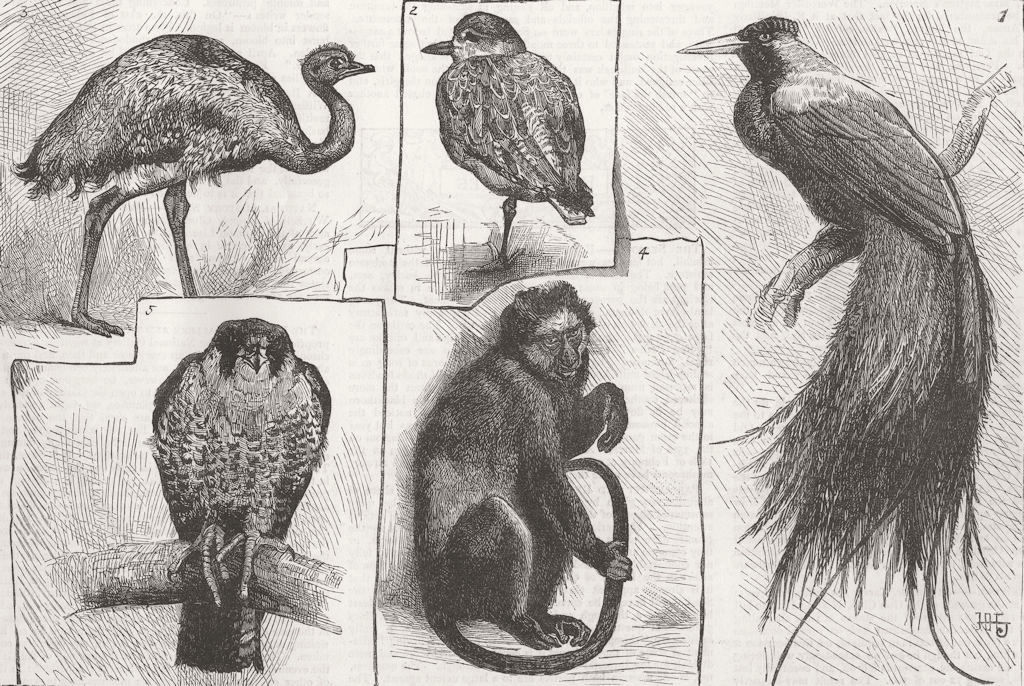 BIRDS. Paradise Bird; Grey Plover; Rhea; Juggur Falcon 1882 old antique print