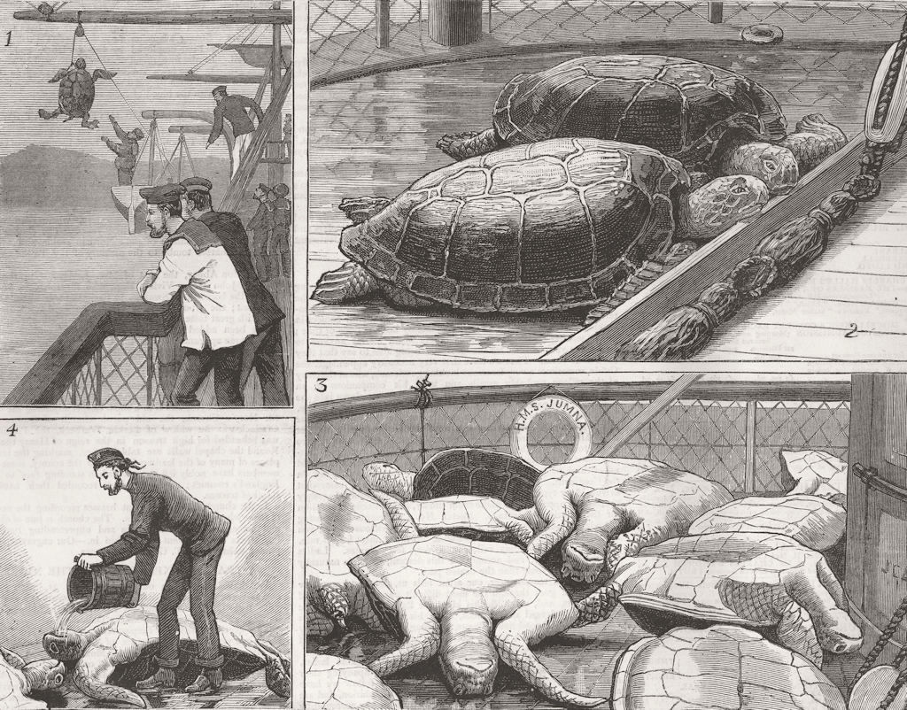 Associate Product TURTLES. HMS Yamuna, Ascension Island 1879 old antique vintage print picture