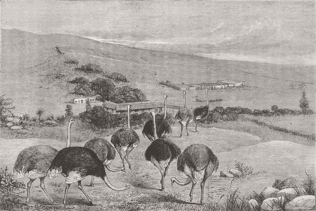 SOUTH AFRICA. Ostrich farm, Cape of Good Hope 1873 old antique print picture
