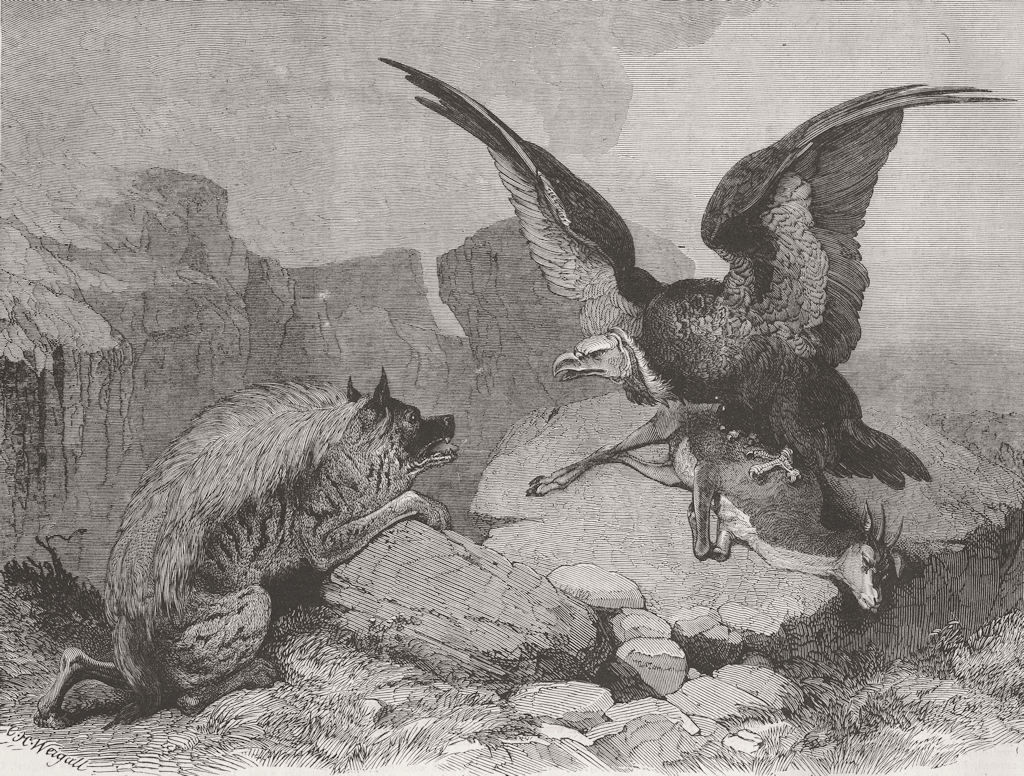 VULTURES. The Disputed Prize 1873 old antique vintage print picture
