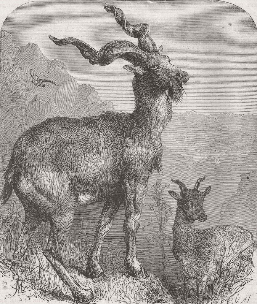 LONDON. Markhore goat, Zoo, Regent's Park 1866 old antique print picture