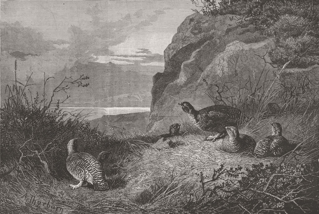 GROUSE. 12th-moment of suspense 1855 old antique vintage print picture