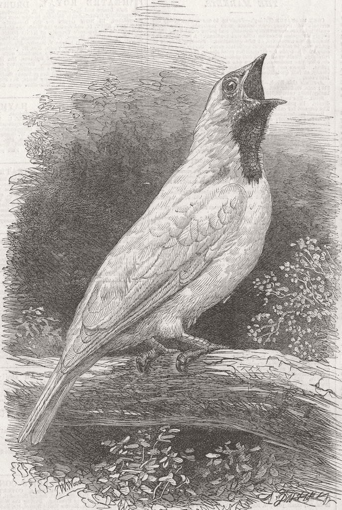 BIRDS. Bell-Bird of South America, Zoo, Regent's Park 1866 old antique print