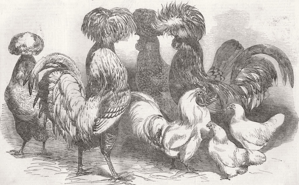 KENT. Poultry show. Prize Fowls 1853 old antique vintage print picture