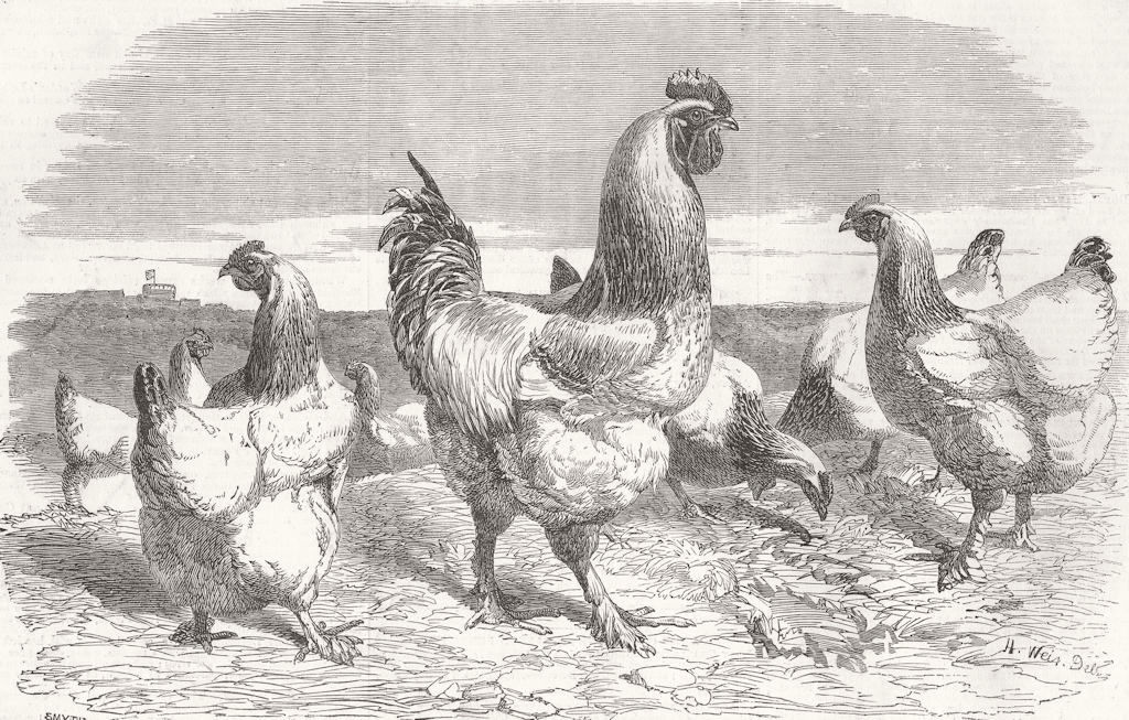 ROYALTY. Shanghae fowls presented to Queen 1853 old antique print picture
