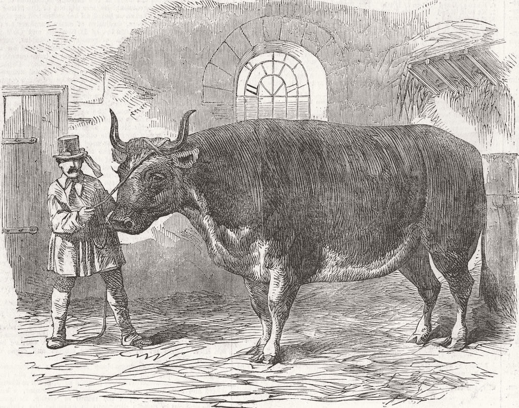 FRANCE. Mardi Gras, Paris-fat ox Uncle Tom 1853 old antique print picture