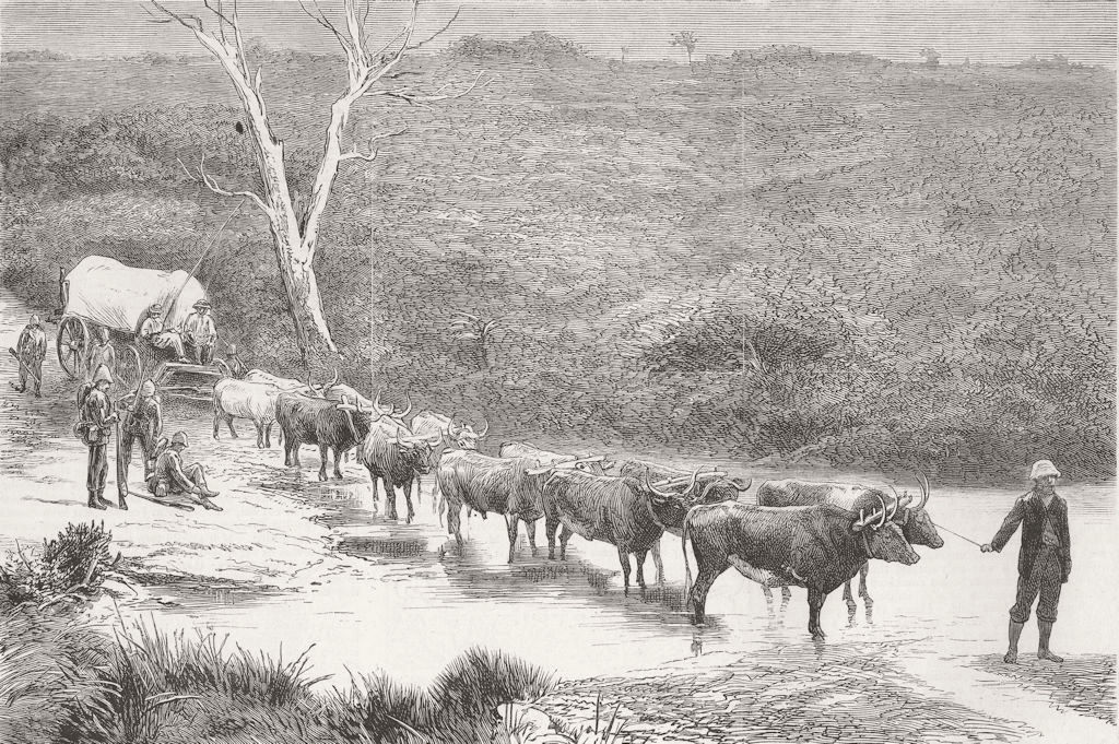 SOUTH AFRICA. Xhosa War. span of oxen, Natal 1879 old antique print picture