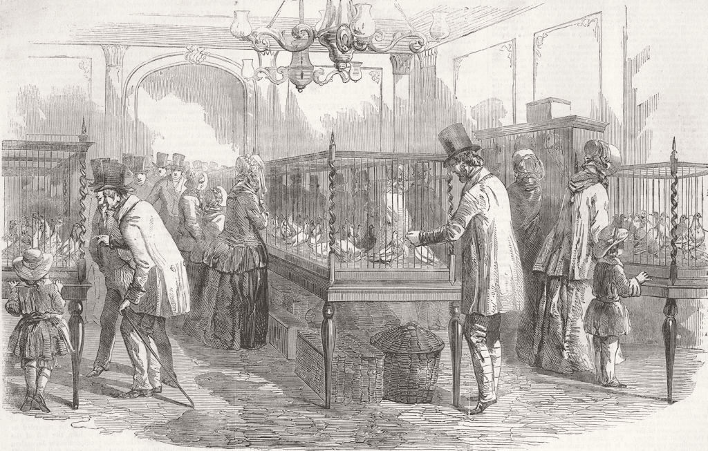 SOCIETY. Annual Pigeon Show of Philo-Peristeron 1853 old antique print picture