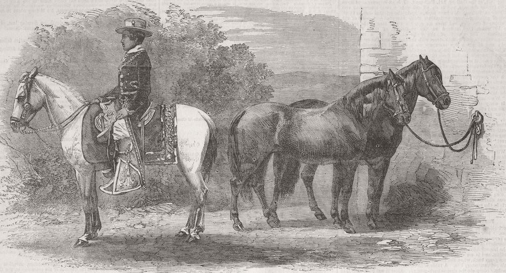 HORSES. Mexican ponies presented to Prince of Wales 1852 old antique print