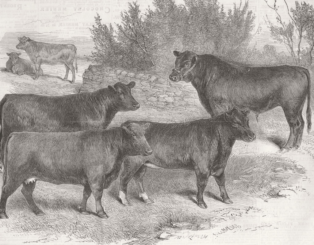FRANCE. Prize cattle, int'l Show, Paris 1879 old antique vintage print picture