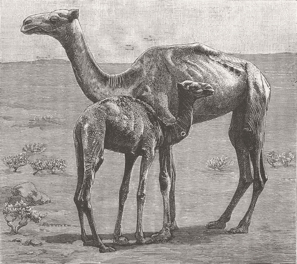 Associate Product CAMELS. From El Teb Sudan. As they were 1885 old antique vintage print picture