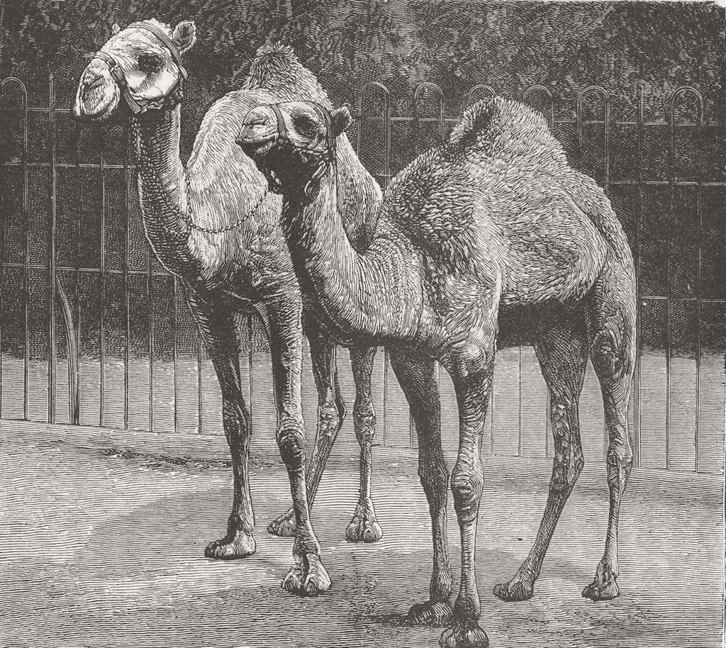 Associate Product CAMELS. From El Teb Sudan. As they are now 1885 old antique print picture