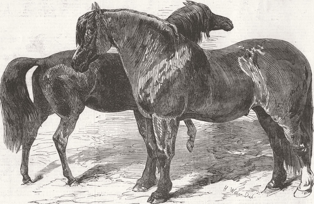 HORSES. Ferguson’s & Read’s stallions 1855 old antique vintage print picture