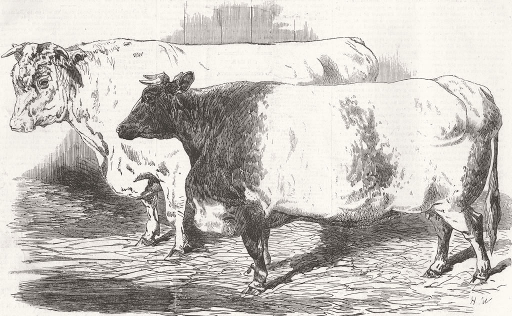 Associate Product CUMBS. Short-horned bull; Hereford ox 1855 old antique vintage print picture