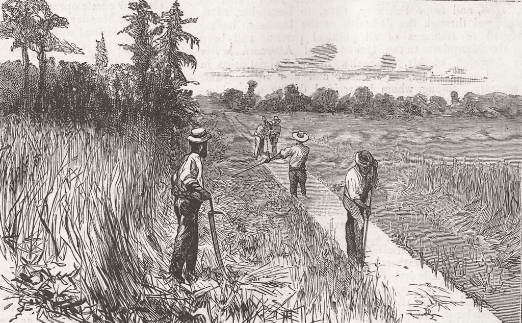 FLORIDA. Draining swamp, Runnymede 1885 old antique vintage print picture