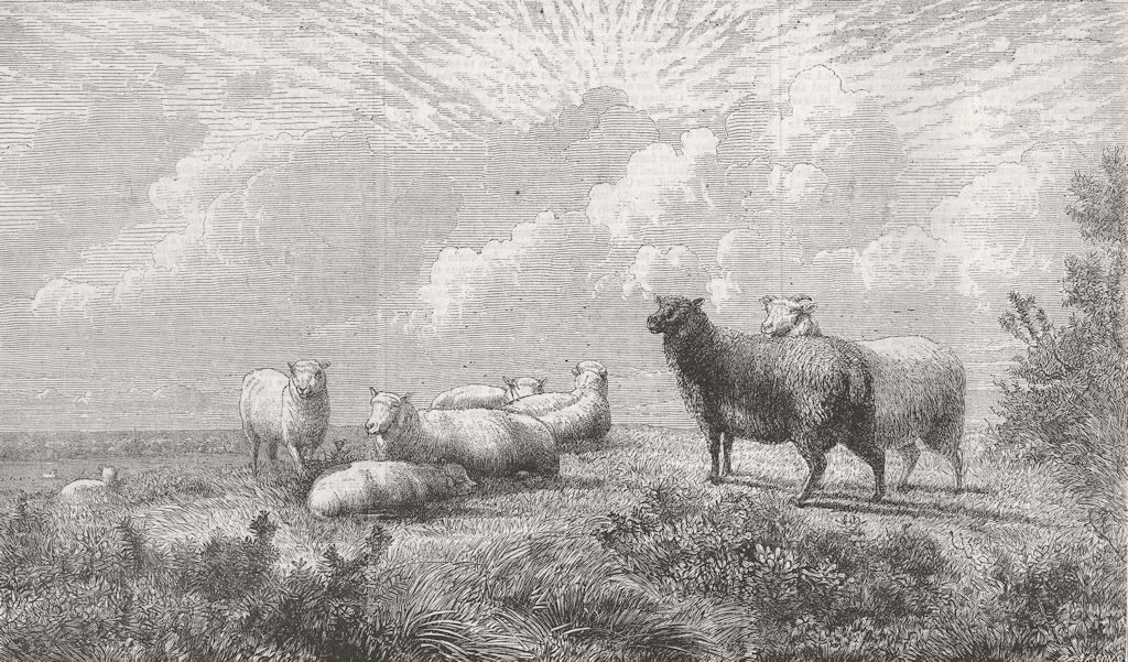 SHEEP. Summer 1864 old antique vintage print picture