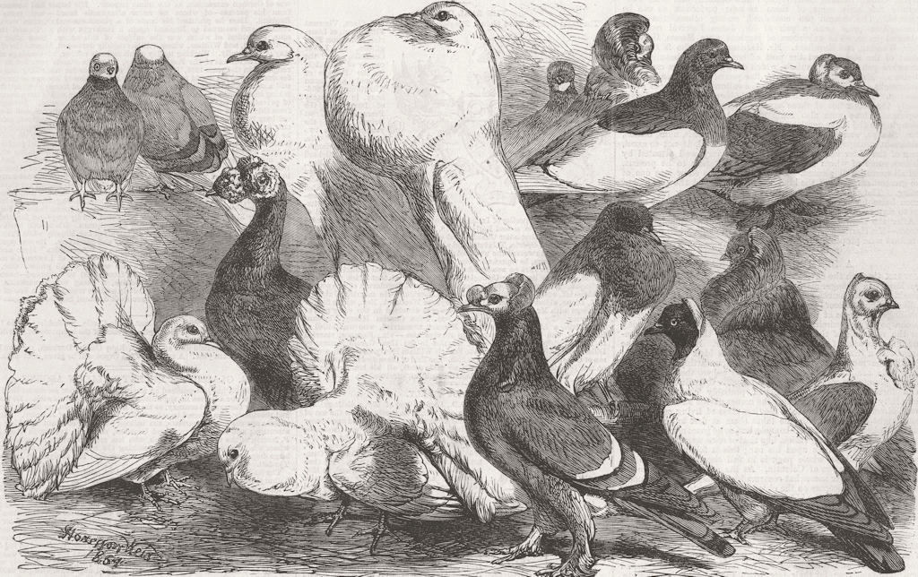 BIRDS. Prize pigeons shown, Freemasons Hall 1864 old antique print picture