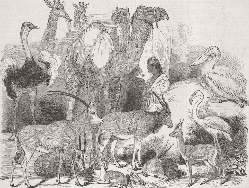 EGYPT. Animals given by Ibrahim Pacha to London Zoo 1849 old antique print