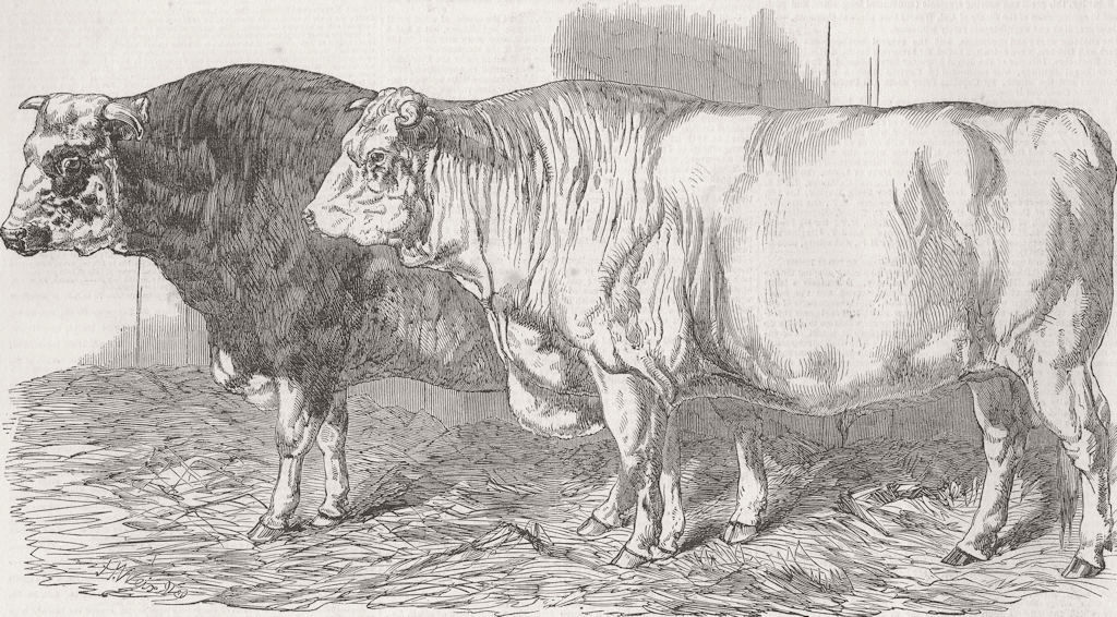 COWS. Short-Horn-2nd prize, ; --1st  1849 old antique vintage print picture