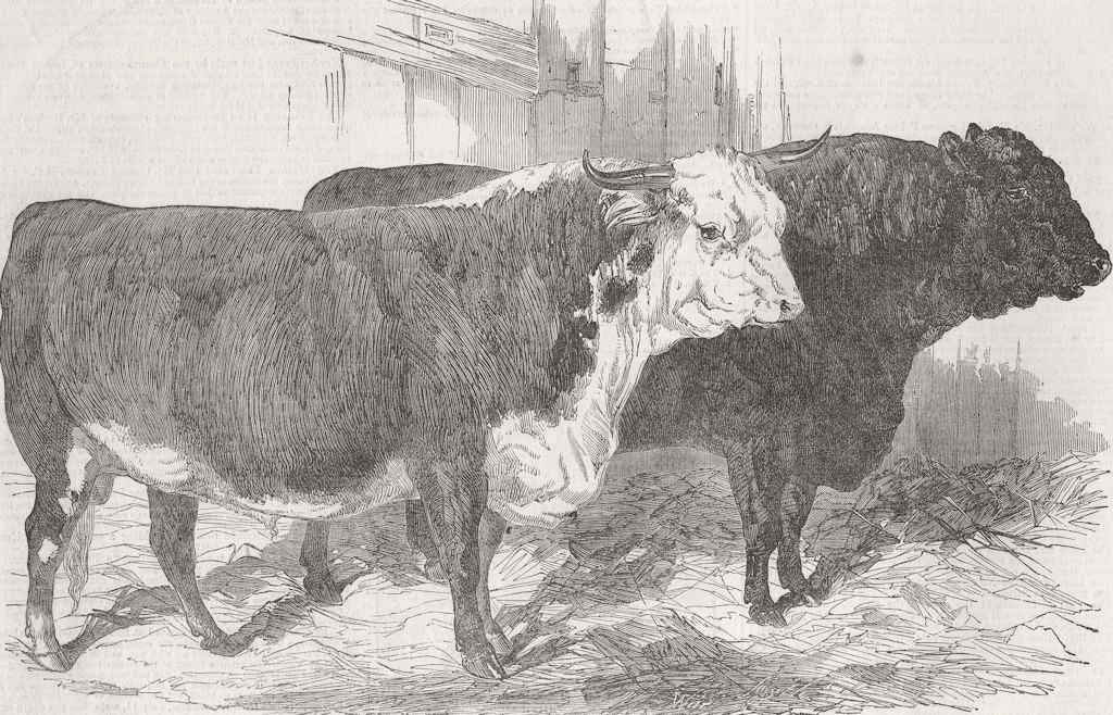 NORFOLK. Prize cattle, Norwich farm show 1849 old antique print picture
