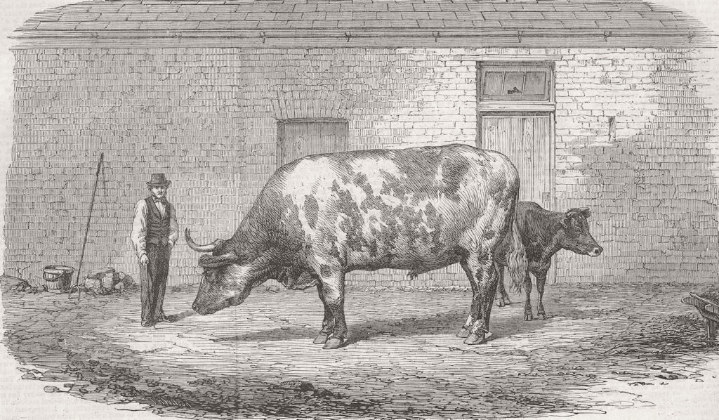 AUSTRALIA. The Australian ox Tooran 1862 old antique vintage print picture