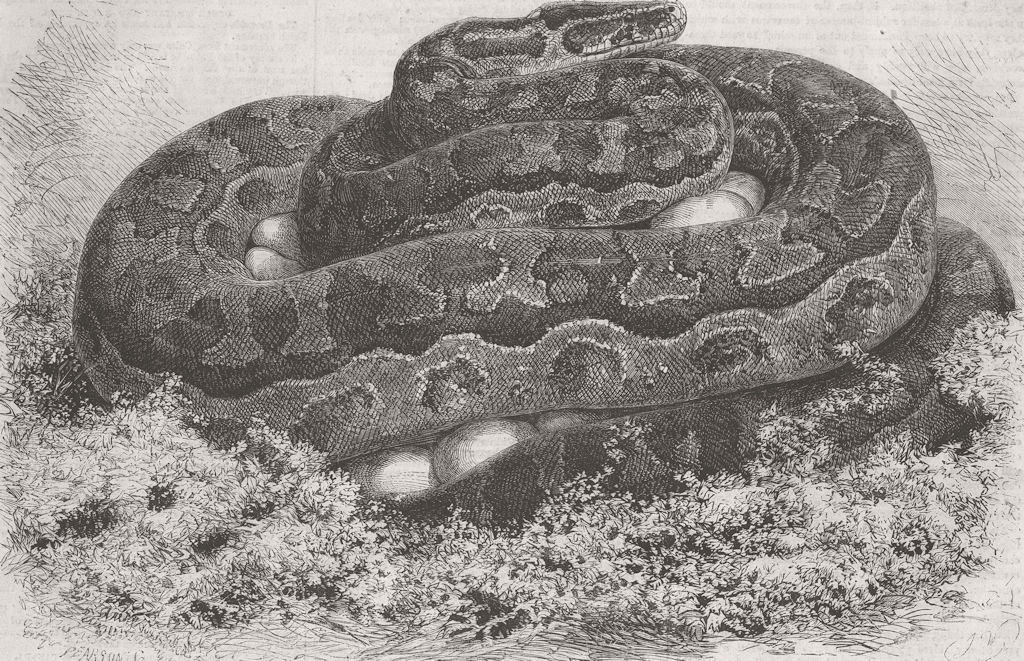 ANIMALS. London Zoo. python incubating 1862 old antique vintage print picture