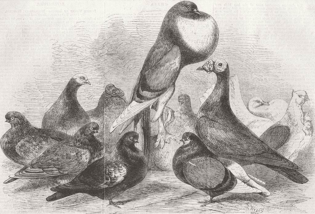 YORKS. Prize pigeons, show of Halifax Pigeon Assn 1862 old antique print