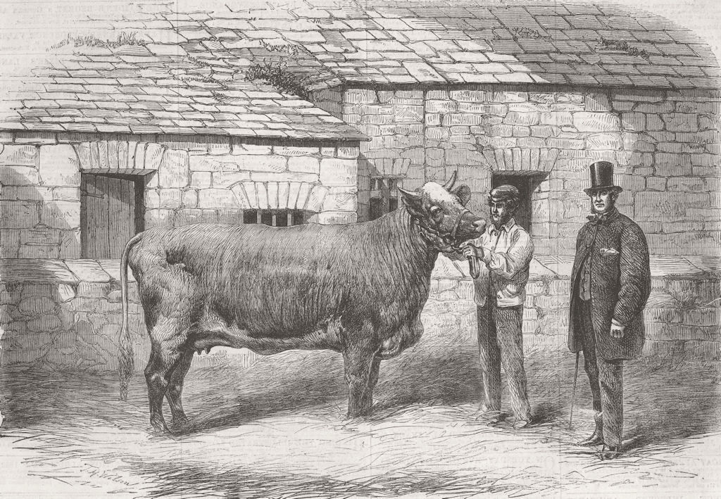 LEEDS. Capt Gunter’s Duchess, prizewinner, farm show 1861 old antique print