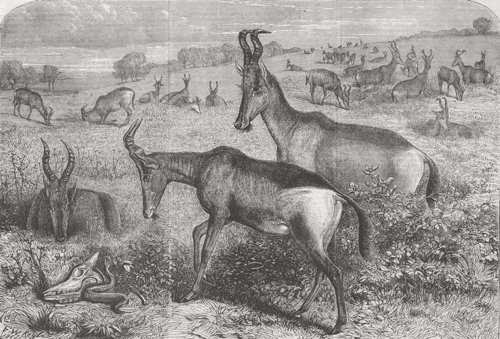 ANIMALS. Hartebeeste Antelopes 1861 old antique vintage print picture