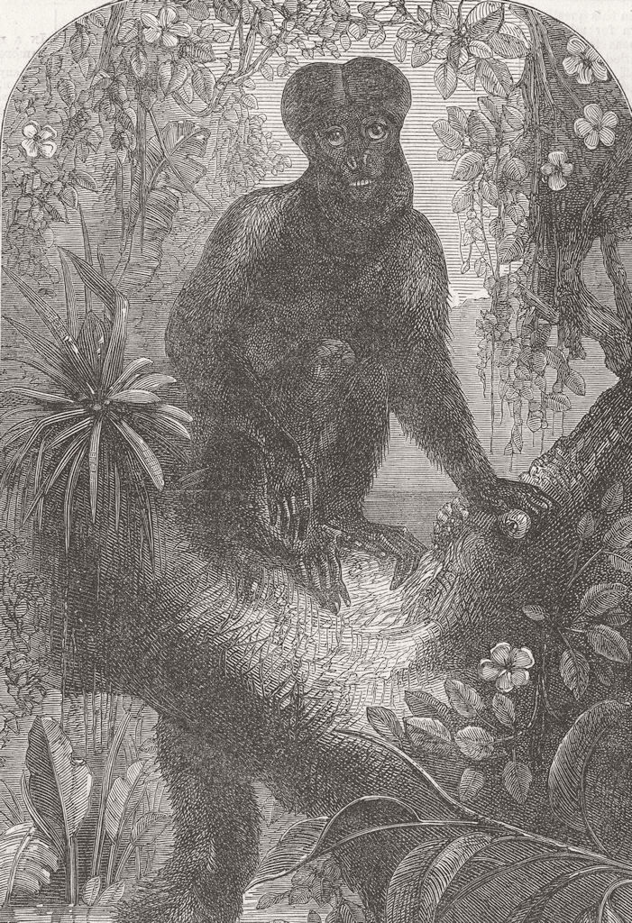 Associate Product LONDON. Zoo. new Monkey, Regent's Park 1867 old antique vintage print picture