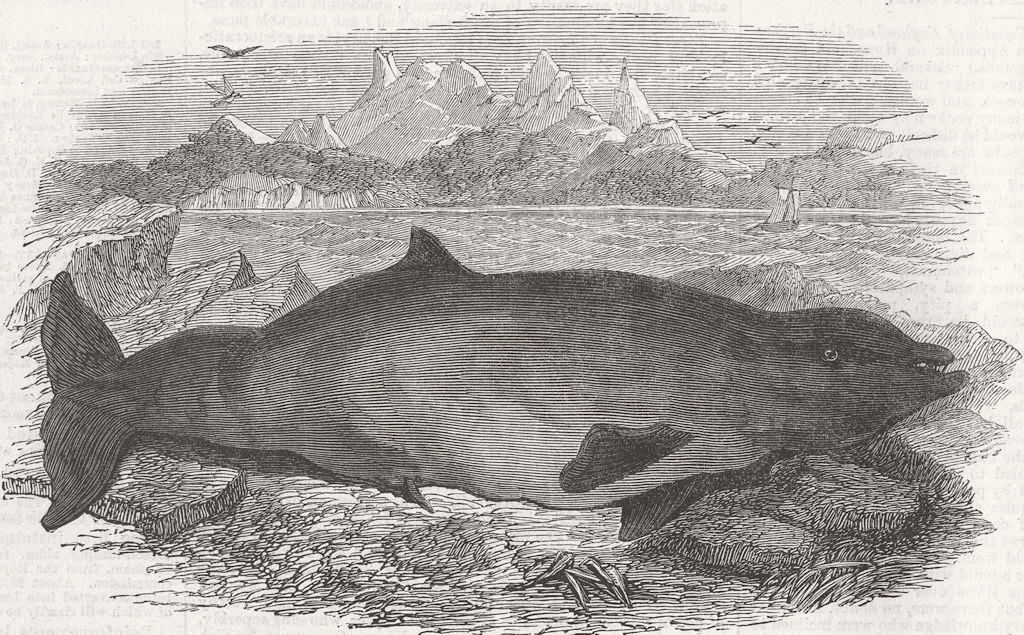 ANIMALS. Ziphius Tasmaniensis, species of dolphin 1867 old antique print