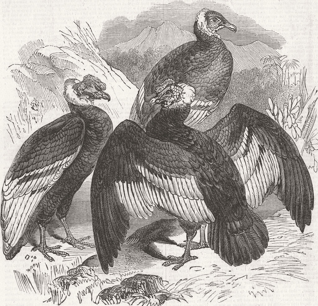 Associate Product LONDON. The Oval. Condors, zoo 1844 old antique vintage print picture