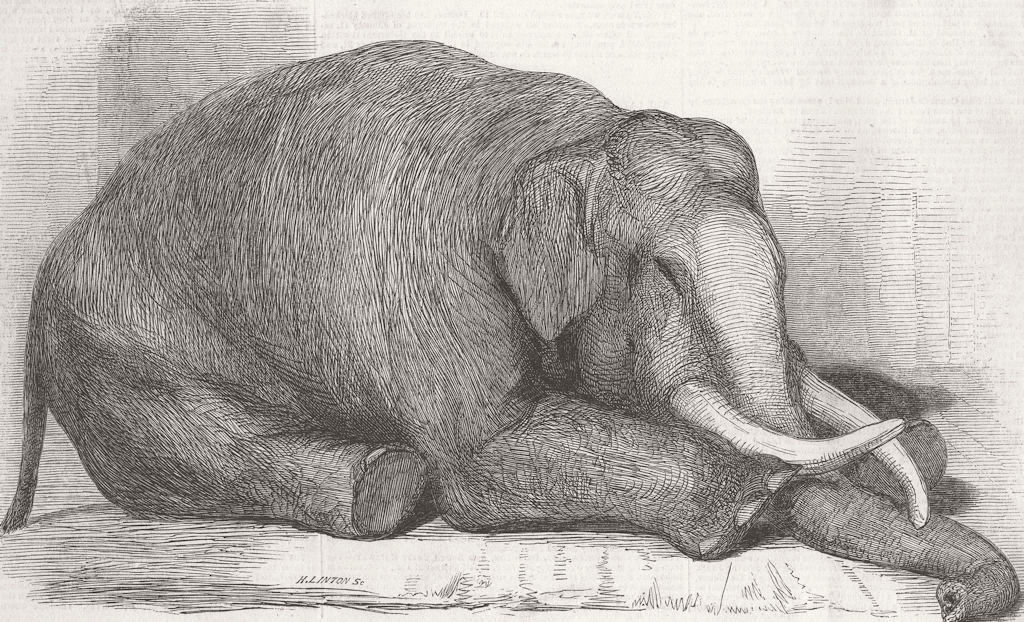 LONDON. London Zoo. The dead elephant 1847 old antique vintage print picture
