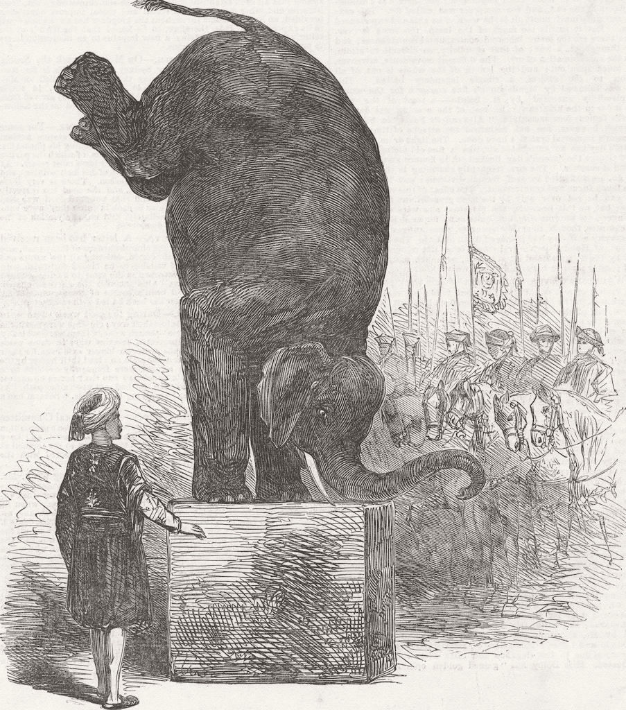 CIRCUS. The elephant’s feat, Astley’s 1853 old antique vintage print picture