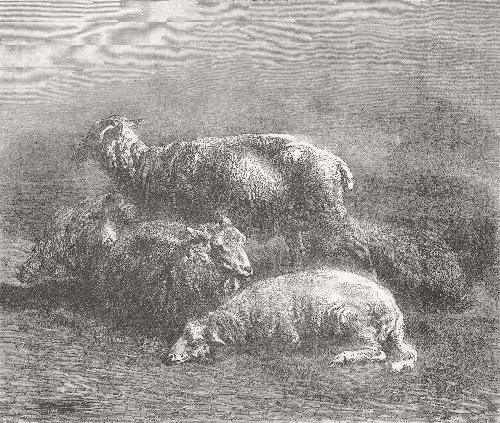 SHEEP. Sheep 1855 old antique vintage print picture