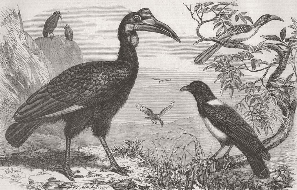 BIRDS. Ethiopian Hornbill, white-necked crow & small 1856 old antique print