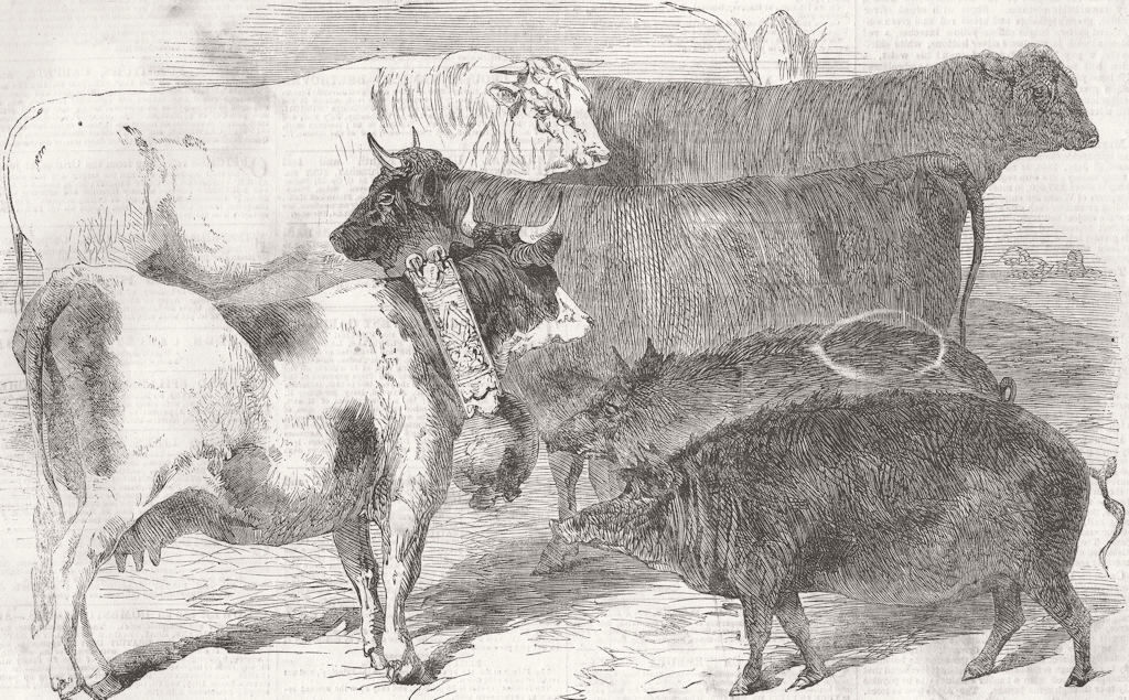 PARIS. Prize cattle & pigs, Universal Farm show 1856 old antique print picture