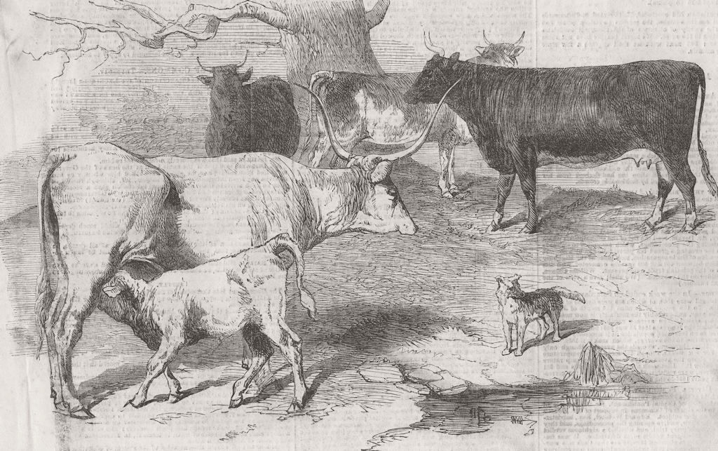 COWS. Hungarian white; Kerry; Bretonne; Ayrshire 1856 old antique print