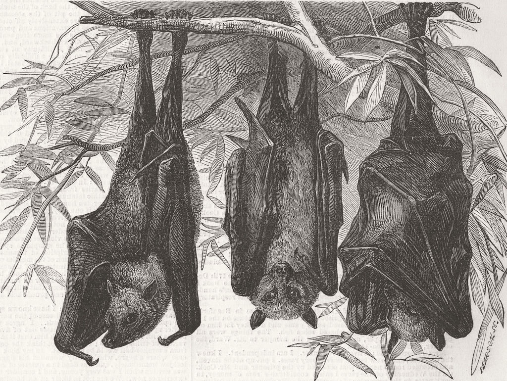 LONDON. Zoo. Flying foxes, Gdns of, Regent’s Park 1856 old antique print
