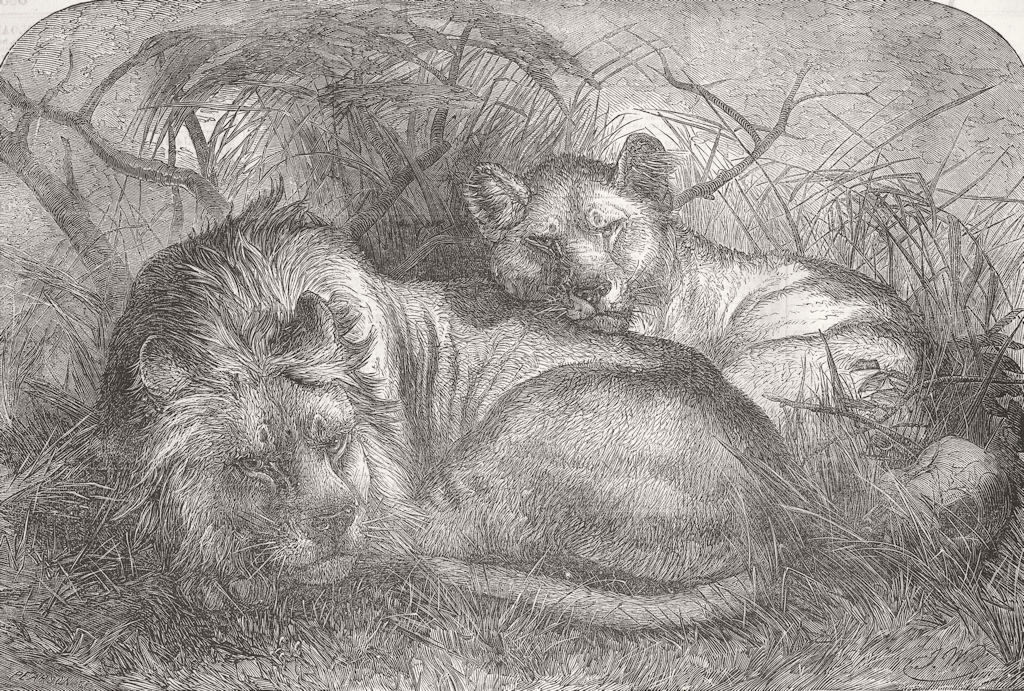 ANIMALS. Babylonian lions 1856 old antique vintage print picture