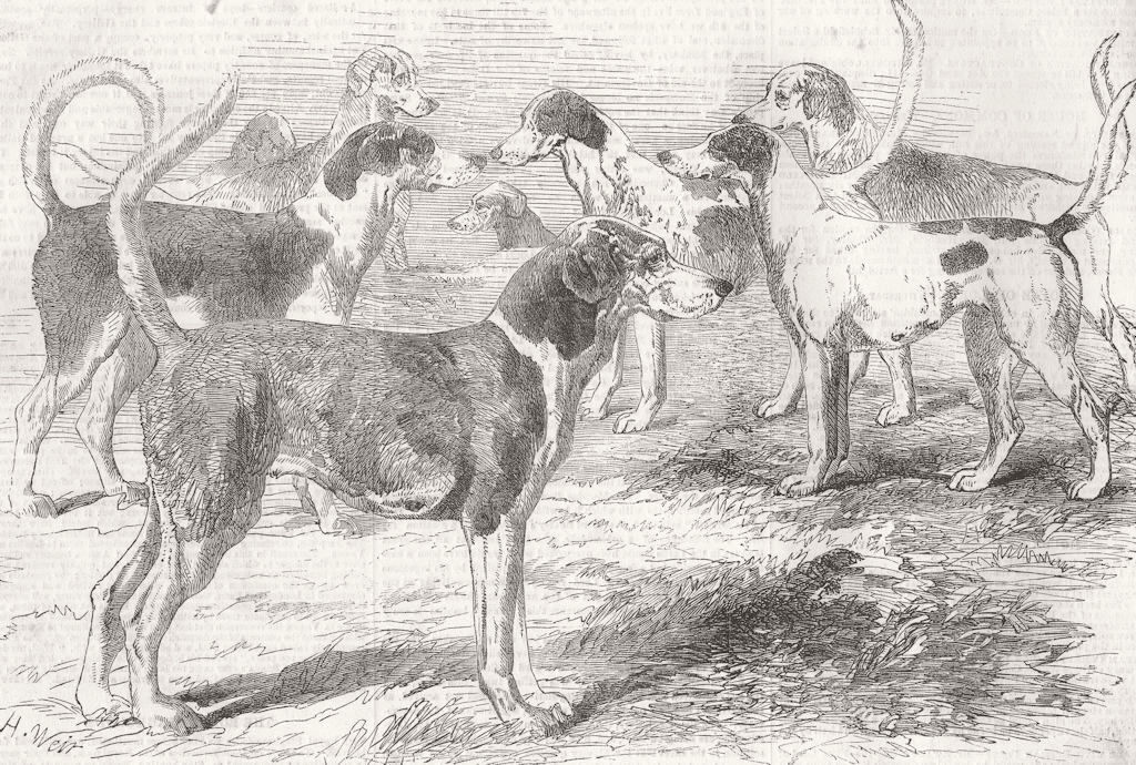 DOGS. Royal staghounds 1856 old antique vintage print picture