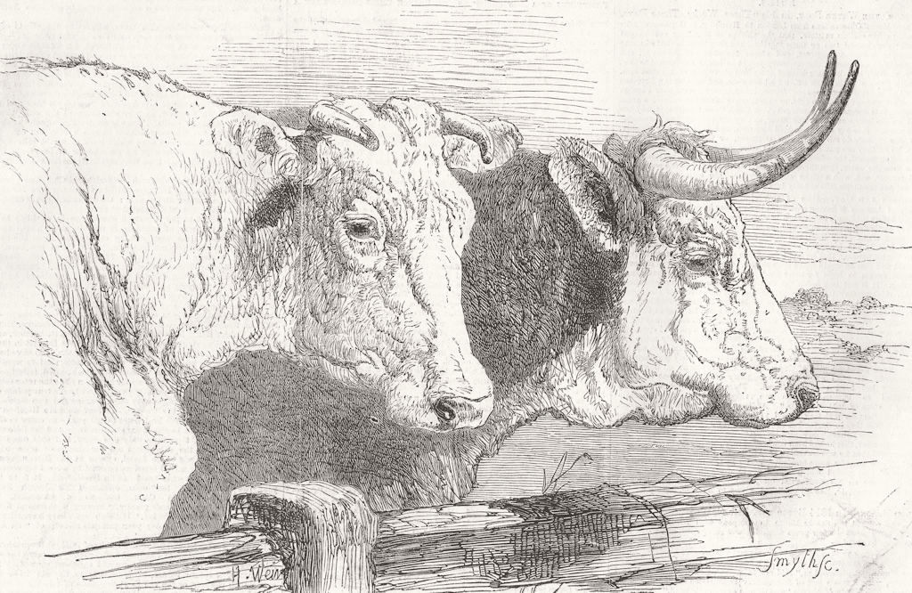 COWS. Short-horns ; Herefords 1855 old antique vintage print picture