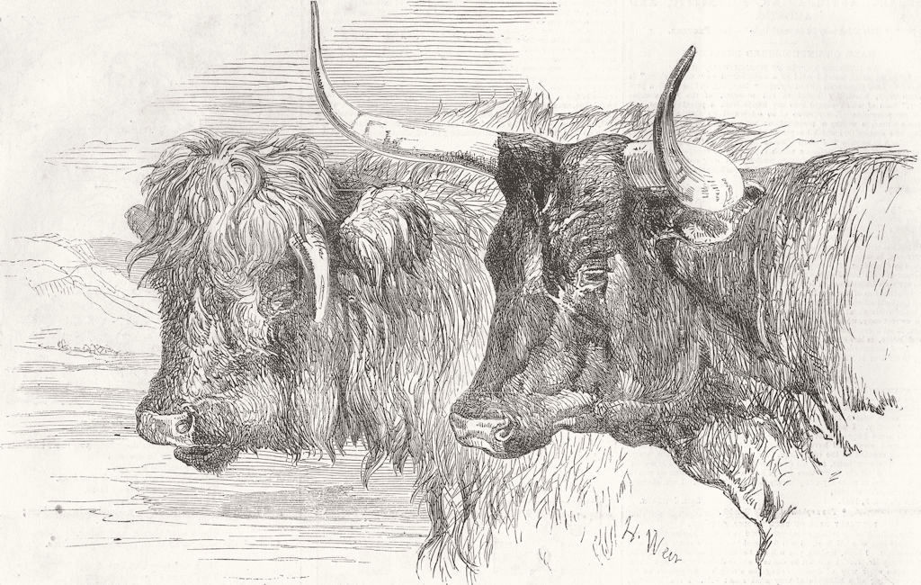 COWS. Scotch ; Devons 1855 old antique vintage print picture