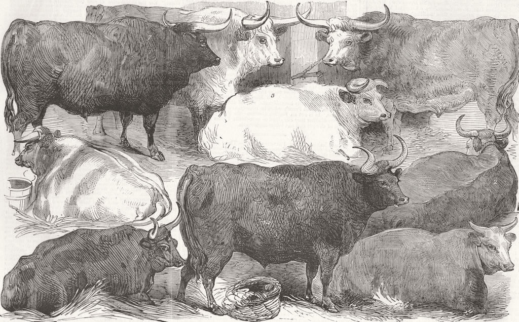 Associate Product COWS. Hereford ox & cow; white shorthorn; Devon 1856 old antique print picture